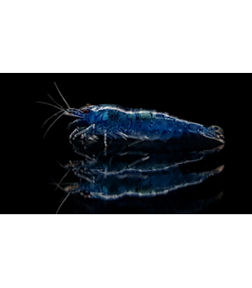 GAMBA NEOCARIDINA BLUE DIAMOND (10 UND)