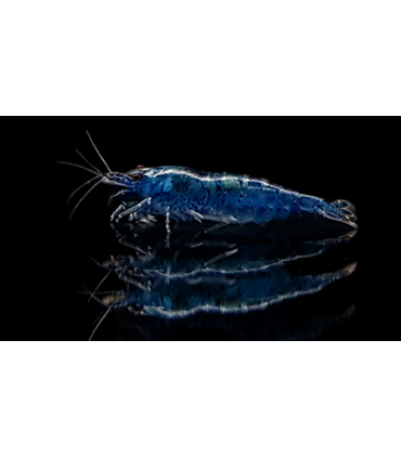 GAMBA NEOCARIDINA BLUE DIAMOND (10 UND)