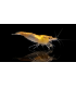 GAMBA NEOCARIDINA YELLOW (10 UND)