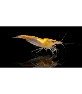 GAMBA NEOCARIDINA YELLOW (10 UND)