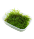 VESICULARIA MONTAGNEI 'CHRISTMAS MOSS ' porcion
