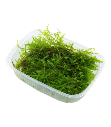 VESICULARIA MONTAGNEI 'CHRISTMAS MOSS ' porcion