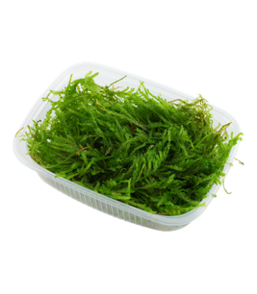 VESICULARIA FERRIEI "WEEPING MOSS" porcion