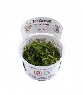 PROSERPINACA PALUSTRIS (IN VITRO CUP)