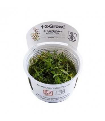 PROSERPINACA PALUSTRIS (IN VITRO CUP)