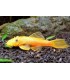 ANCISTRUS SP.GOLD 3,5 cm
