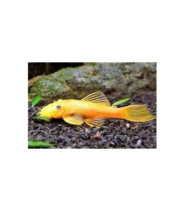 ANCISTRUS SP.GOLD 3,5 cm