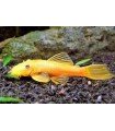 ANCISTRUS SP.GOLD 3,5 cm