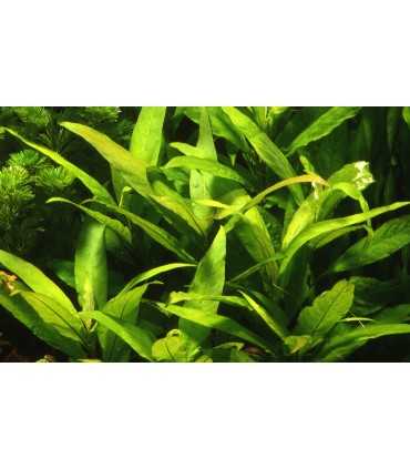 HYGROPHILA CORYMBOSA "STRICTA"