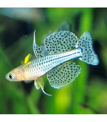 PSEUDOMUGIL GERTRUDAE