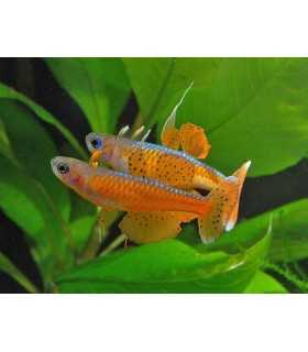 PSEUDOMUGIL PASKAI