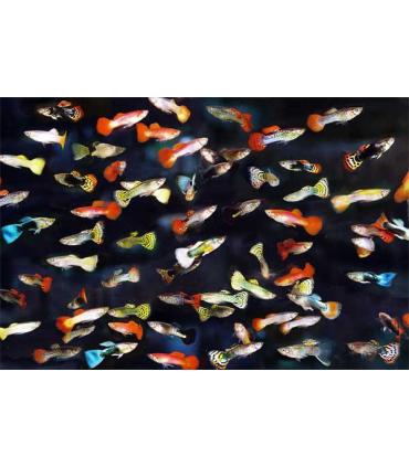 GUPPY HEMBRA SURTIDA