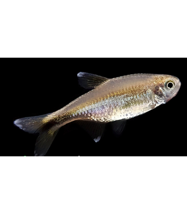 TETRA COBRE 2,5 CM