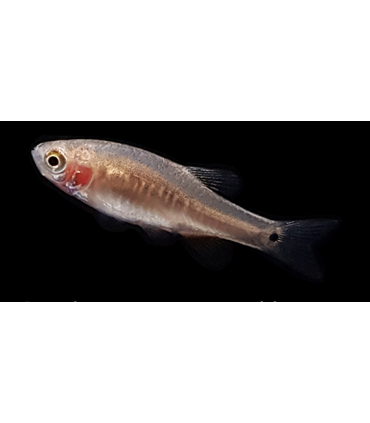 RASBORA ENANA ESMERALDA