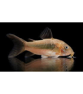 CORYDORA BRONCE (UND)
