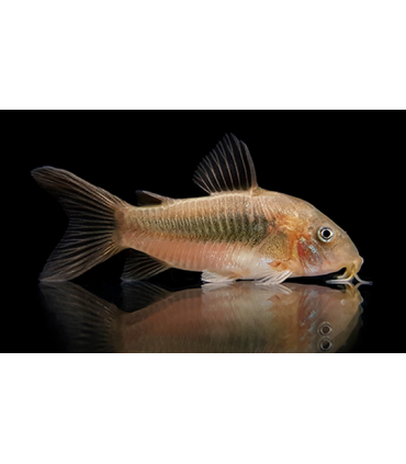 CORYDORA BRONCE (UND)