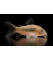 CORYDORA BRONCE 2 cm