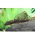 ANCISTRUS SP.VELO (1 und)