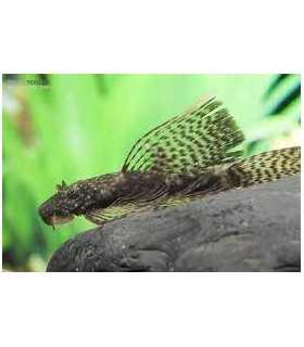 ANCISTRUS SP.VELO (1 und)