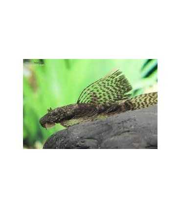 ANCISTRUS SP.VELO (1 und)