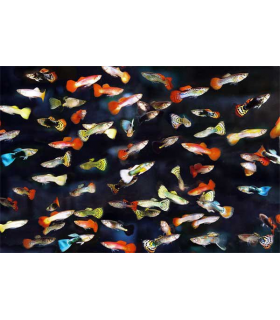 GUPPY SURTIDO