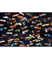 GUPPY SURTIDO MACHO