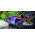 RASBORA ARLEQUIN PURPURA 2 CM