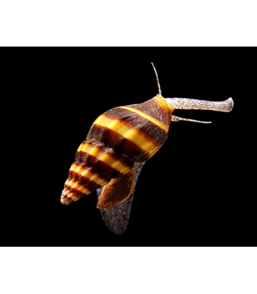 CARACOL HELENA