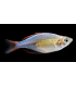 MELANOTAENIA PRAECOX