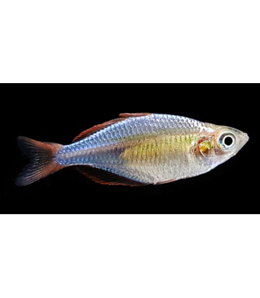 MELANOTAENIA PRAECOX