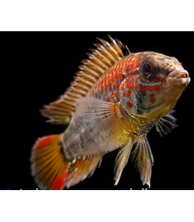 APISTOGRAMMA VIEJITA