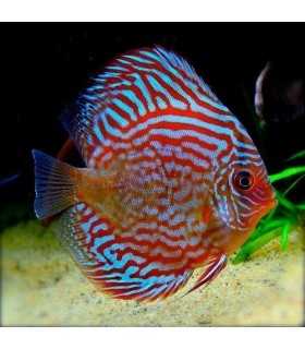 DISCO TURQUESA SUPER RED