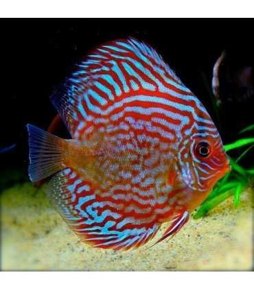 DISCO TURQUESA SUPER RED