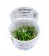 CRYPTOCORYNE PARVA