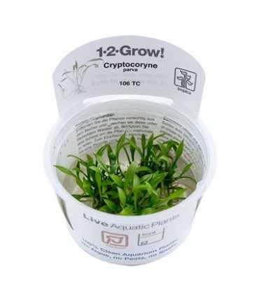 CRYPTOCORYNE PARVA
