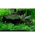 CRYPTOCORYNE PARVA
