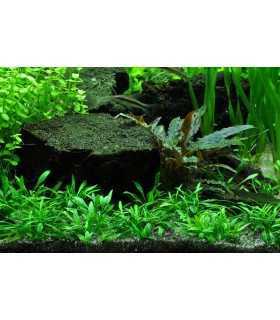 CRYPTOCORYNE PARVA