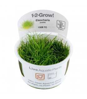 ELEOCHARIS PUSILLA "ACICULARIS MINI" (IN VITRO CUP)