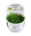 ELEOCHARIS PUSILLA "ACICULARIS MINI" (IN VITRO CUP)