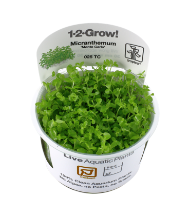 Planta MICRANTHEMUM SP MONTECARLO (IN VITRO CUP)