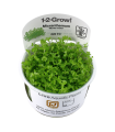 Planta MICRANTHEMUM SP MONTECARLO (IN VITRO CUP)