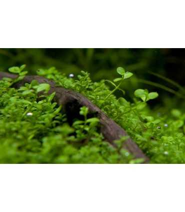 Planta MICRANTHEMUM SP MONTECARLO (IN VITRO CUP)