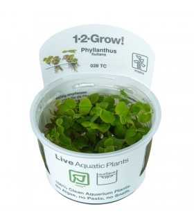 PHYLLANTHUS FLUITANS