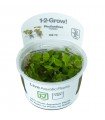 PHYLLANTHUS FLUITANS (IN VITRO CUP)