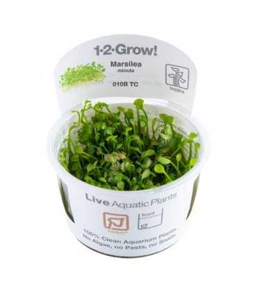Marsilea minuta