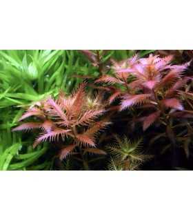 PROSERPINACA PALUSTRIS