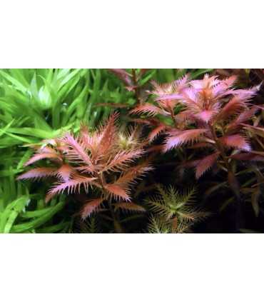 PROSERPINACA PALUSTRIS