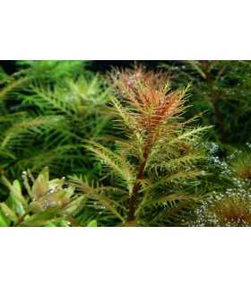 PROSERPINACA PALUSTRIS