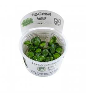 ANUBIA BARTERI 'MINI COIN'