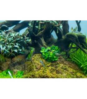 ANUBIA BARTERI 'MINI COIN'